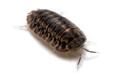 Cubaris sp. Platin Tung Song